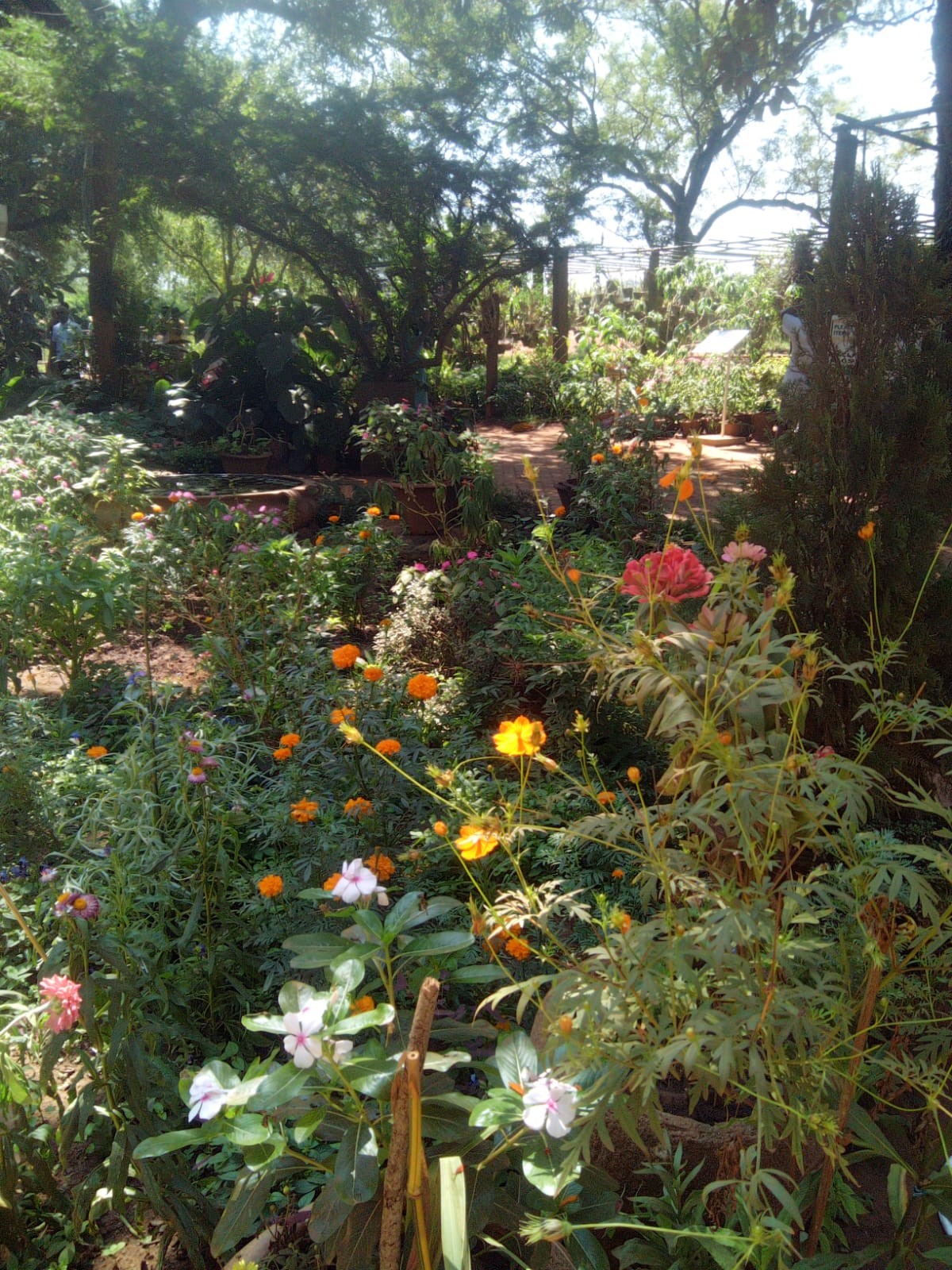 jardin à Auroville