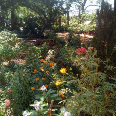 jardin à Auroville